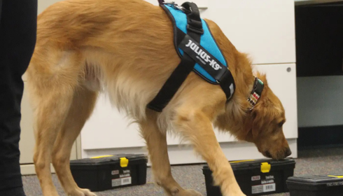 scent work for dogs